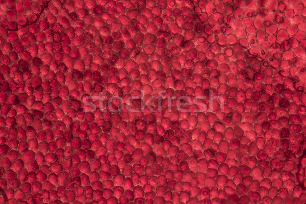 Microscopisch detail tonen Rood natuur blad Stockfoto © prill