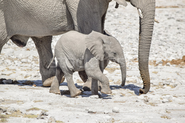 [[stock_photo]]: Africaine · Bush · éléphant · ensoleillée · savane