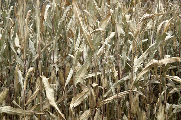 sere corn plants Stock photo © prill