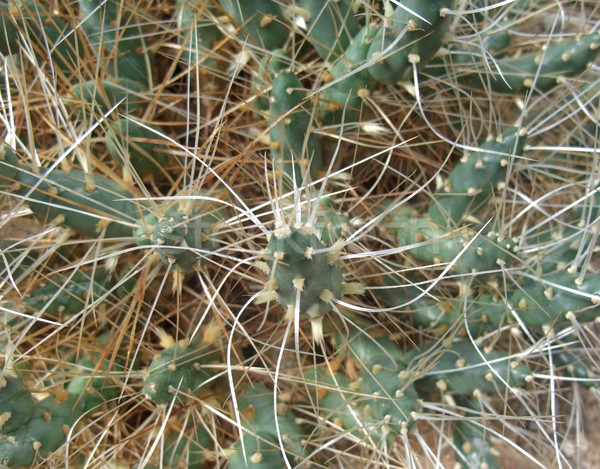 tubular cacti detail Stock photo © prill