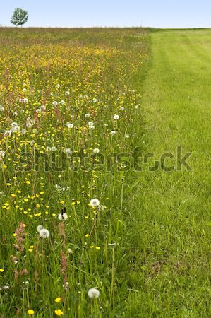 Floraison prairie détail herbes [[stock_photo]] © prill