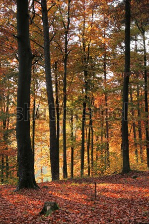 autumn forest scenery Stock photo © prill