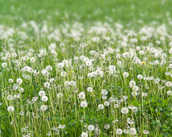 dandelion meadow Stock photo © prill