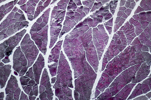 Mikroskobik boyun tam kare atış Stok fotoğraf © prill