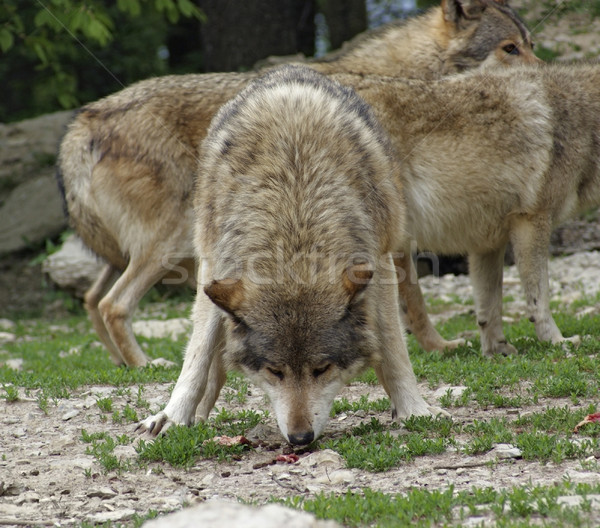 Gray Wolf devour some meat Stock photo © prill