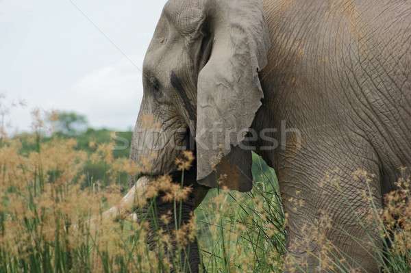 Elephant detail in Uganda Stock photo © prill
