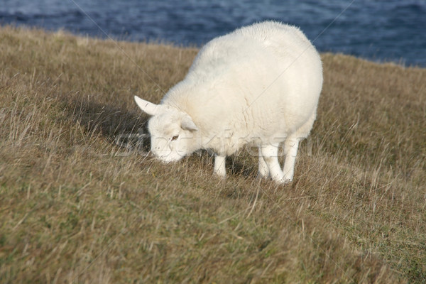 羊 海岸 白 スコットランド ビーチ 自然 ストックフォト © prill