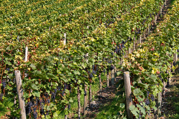 vineyard detail Stock photo © prill
