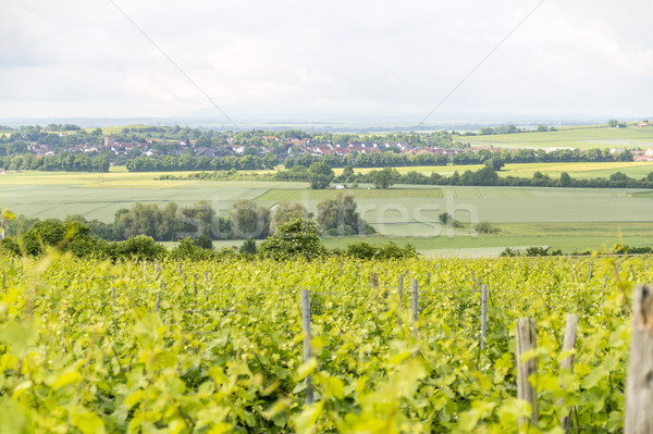winegrowing around Loerzweiler Stock photo © prill