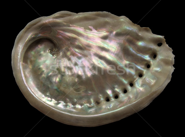 colorful Abalone inside Stock photo © prill