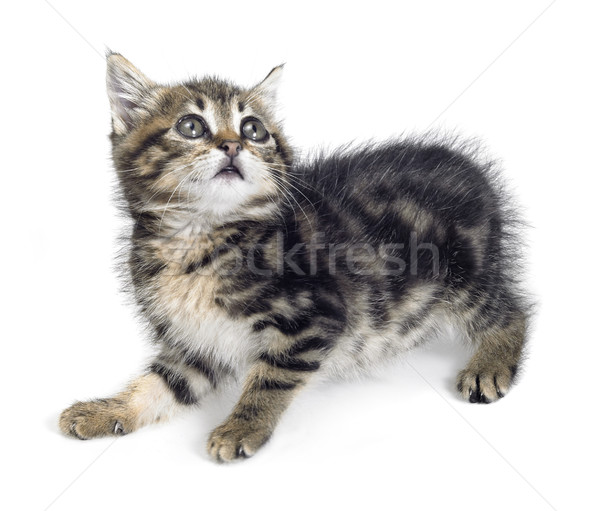 scared kitten Stock photo © prill