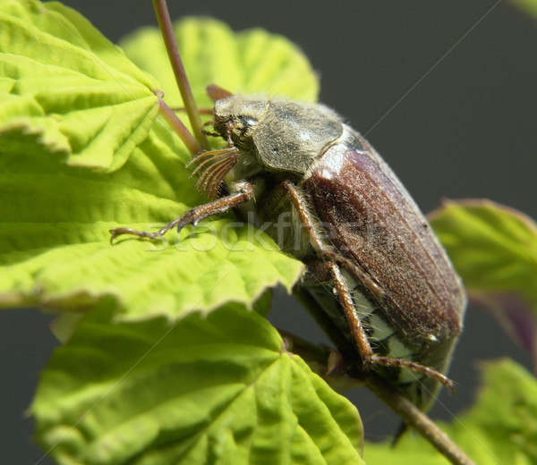 may beetle sitting on a twig Stock photo © prill