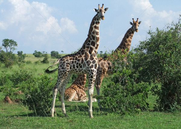Zürafalar Afrika yeşil bitki örtüsü Uganda doğa Stok fotoğraf © prill
