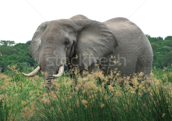 Stock fotó: Elefánt · magas · füves · növényzet · Uganda · Afrika