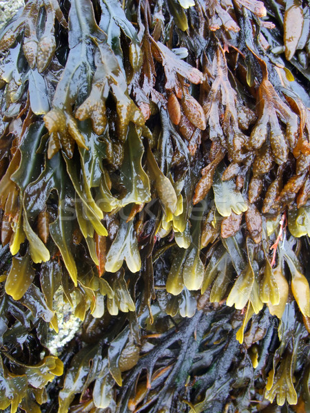 Stock photo: algae vegetation