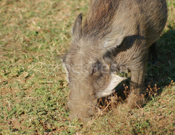 warthog in Africa Stock photo © prill