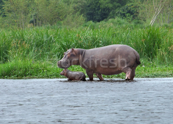 Hippo calf and cow in Africa Stock photo © prill