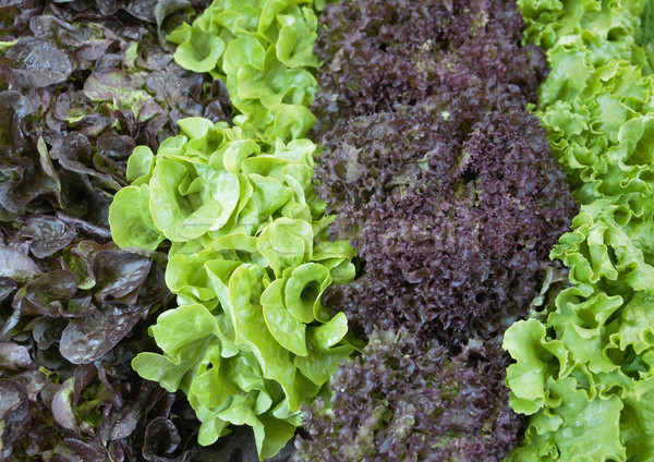 various fresh lettuce Stock photo © prill