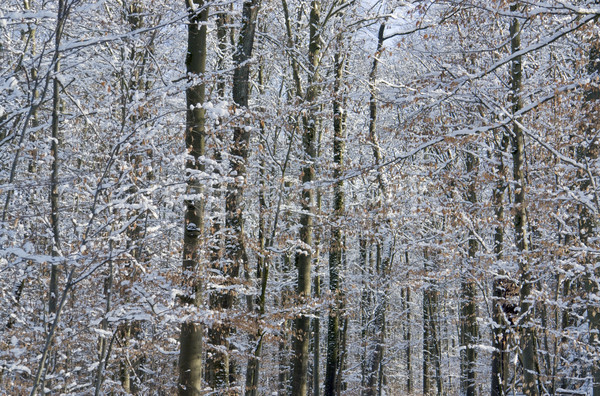 Stock photo: forest detail at winter time