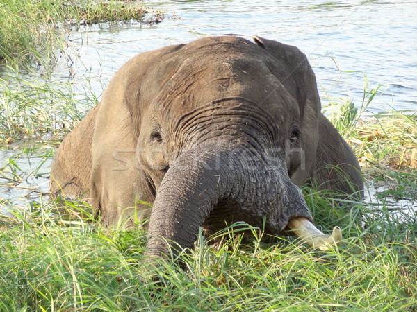 Elephant in Botswana Stock photo © prill