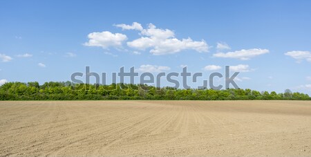 sunny agricultural scenery Stock photo © prill