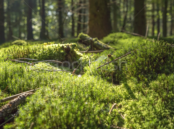 sunny forest scenery Stock photo © prill