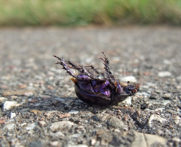 Stock photo: dead bug supine on pavement