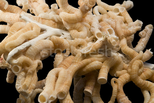 червя Трубы подробность свет коричневый черный Сток-фото © prill