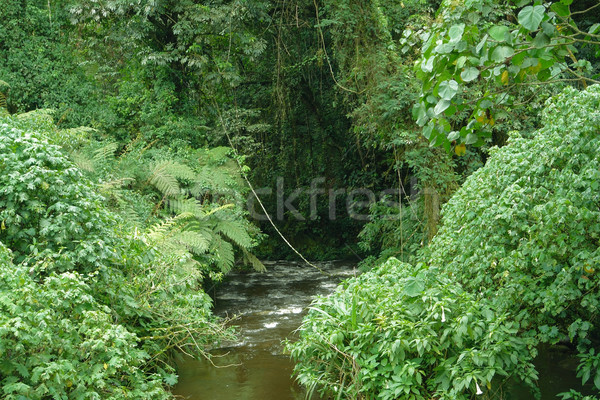 Bwindi Impenetrable Forest in Uganda Stock photo © prill