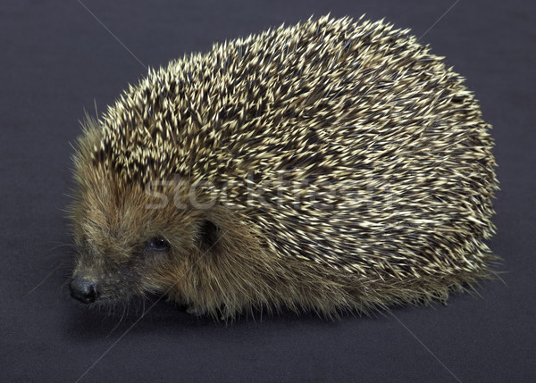 hedgehog in dark back Stock photo © prill