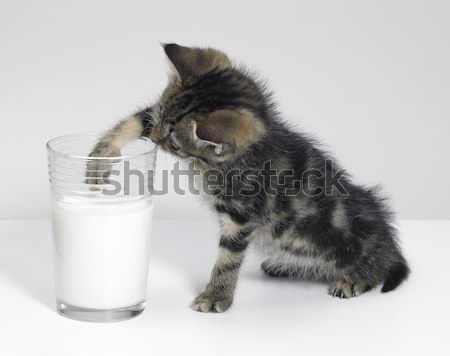 Stock photo: kitten waiting for milk