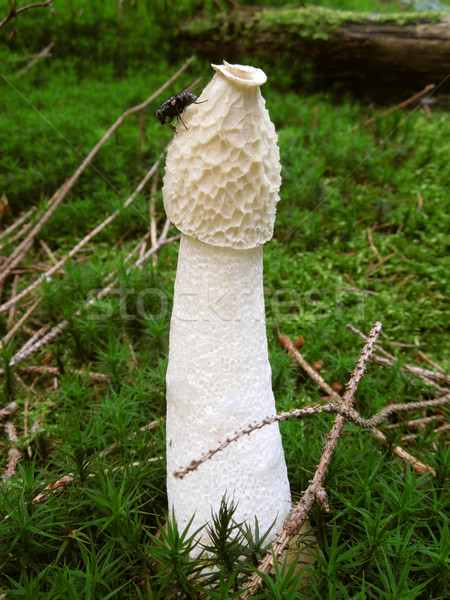 stinkhorn and fly Stock photo © prill