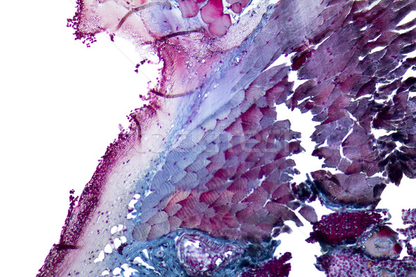 Microscopic gât full-frame shot Imagine de stoc © prill