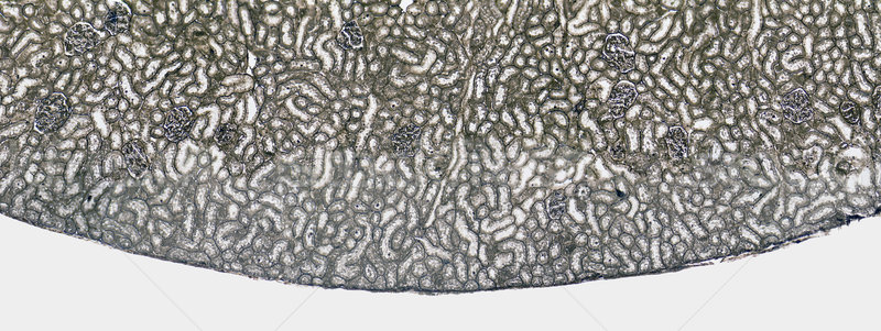 Niere Querschnitt mikroskopische Detail Natur Stock foto © prill