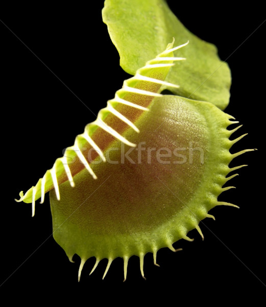 carnivorous plant detail Stock photo © prill