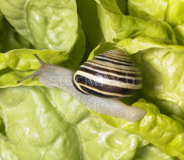 Grove snail upon green lettuce Stock photo © prill