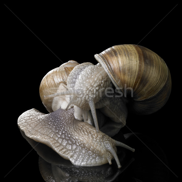 two Grapevine snails on each other Stock photo © prill