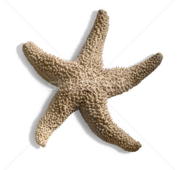 Stock photo: isolated starfish