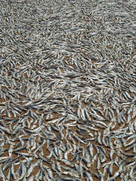 fishes on the ground Stock photo © prill