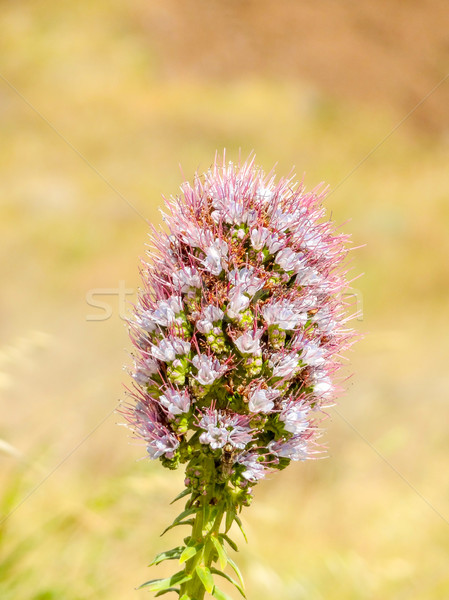 foxtail plant Stock photo © prill