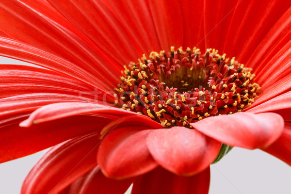 red gerbera flower closeup Stock photo © prill