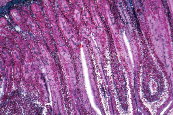 duodenum cross section Stock photo © prill