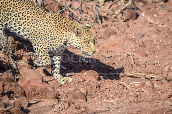 Stockfoto: Luipaard · Namibië · zonnige · landschap · lopen · Rood