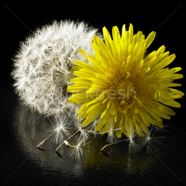 dandelion flower and blowball Stock photo © prill