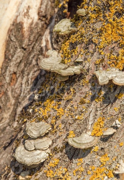Stock photo: Bracket fungus