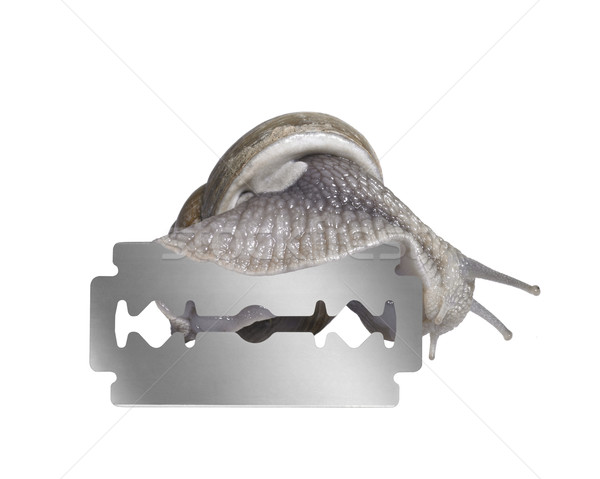 Grapevine snail and razor blade Stock photo © prill