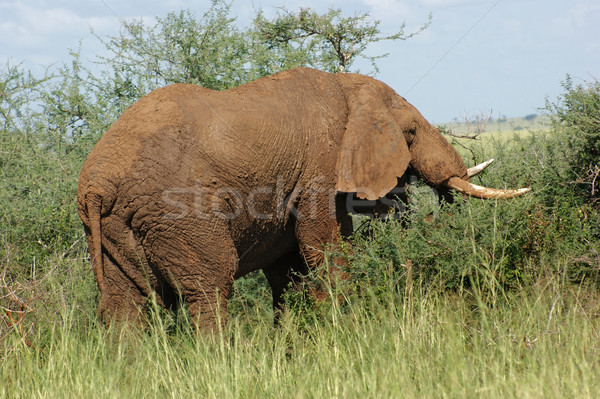 earth colored Elephant Stock photo © prill