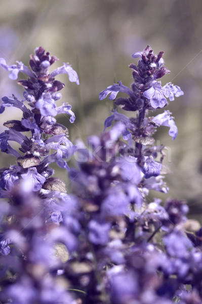 pastel flower closeup Stock photo © prill