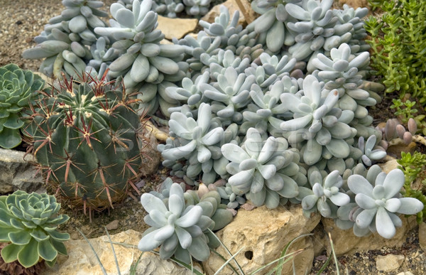 cactus and succulent plants Stock photo © prill