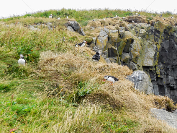 Сток-фото: рок · каменные · животного · Открытый · природного · Исландия